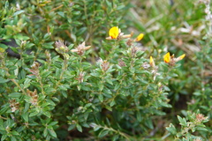 Oxylobium ellipticum