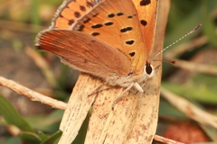 Lycaena phlaeas
