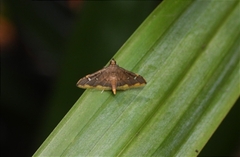 Prophantis
