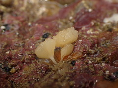 Calcarea