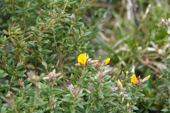 Oxylobium ellipticum