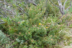 Oxylobium ellipticum