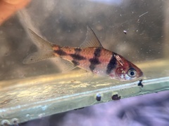 Desmopuntius johorensis