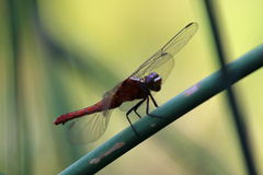 Rhodothemis lieftincki
