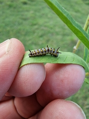 Danaus