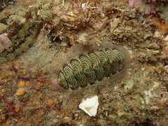 Onithochiton neglectus