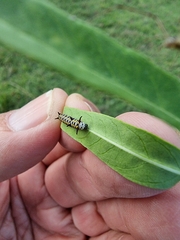 Danaus