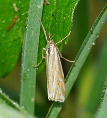 Hednota pleniferellus
