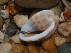 Phalium areola