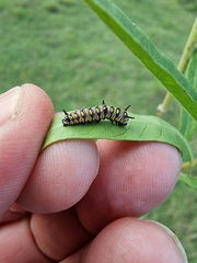 Danaus
