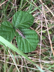Chorthippus brunneus