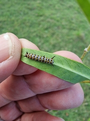 Danaus