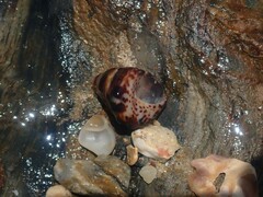 Bembicium auratum