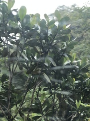 Oreocallis grandiflora