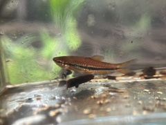 Rasbora einthovenii
