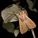 White-speck Moth - Photo (c) Luca Sattin, some rights reserved (CC BY-NC), uploaded by Luca Sattin