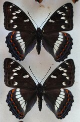 Limenitis populi