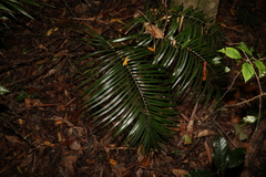 Macrozamia lucida