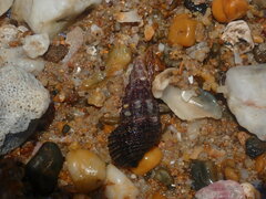 Batillaria australis