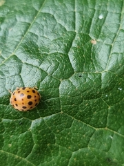Henosepilachna vigintioctopunctata