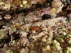 Cryptoconchus porosus