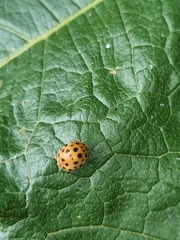 Henosepilachna vigintioctopunctata