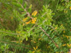 Persoonia hirsuta evoluta