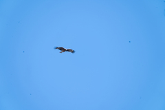 Milvus migrans lineatus