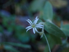 Stellaria vestita