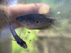 Trichopodus trichopterus