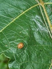 Henosepilachna vigintioctopunctata