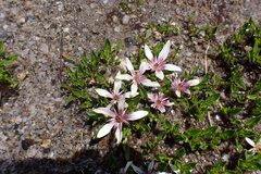 Caltha introloba