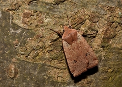 Conistra erythrocephala