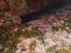 Zonaria aureomarginata