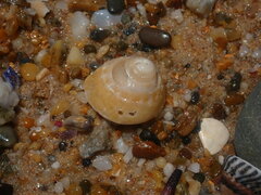 Bellastraea squamifera