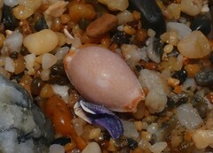 Staphylaea staphylaea