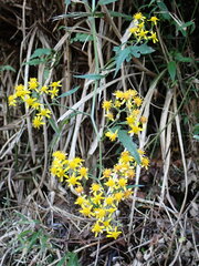 Senecio scandens incisus