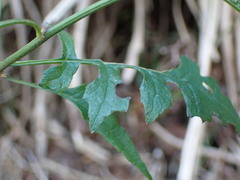 Senecio scandens incisus