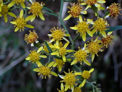 Senecio scandens incisus
