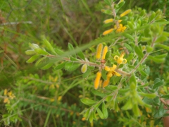 Persoonia hirsuta evoluta
