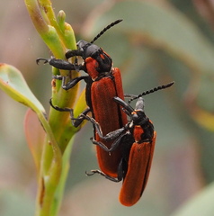 Rhinotia haemoptera