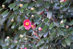 Camellia japonica