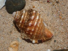 Monoplex parthenopeus