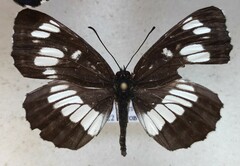 Neptis rivularis