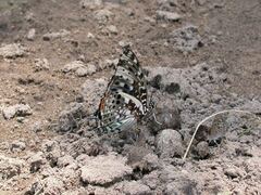 Charaxes etesipe