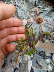 Anisotome flexuosa