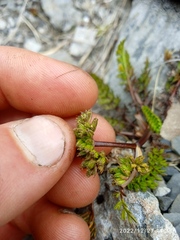 Anisotome flexuosa