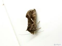 Chrysodeixis eriosoma