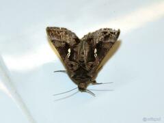 Chrysodeixis eriosoma