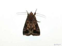 Chrysodeixis eriosoma